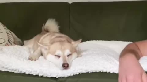 Dramatic Mini Husky Goes Crazy After Dad Wakes Him Asleep