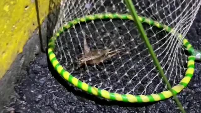 Come on, Take you to catch crickets at night