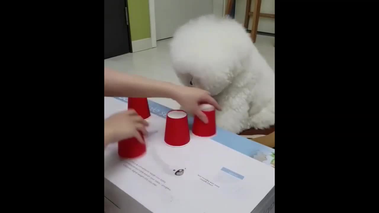 Clever Puppy