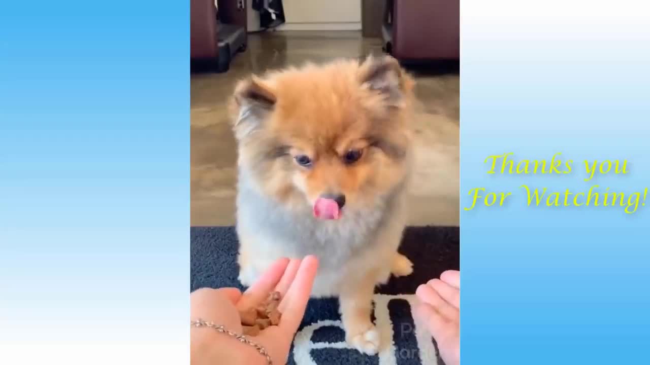 confusing my dog while giving food and see his reaction