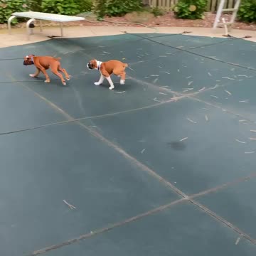 Brokers running around the covered pool