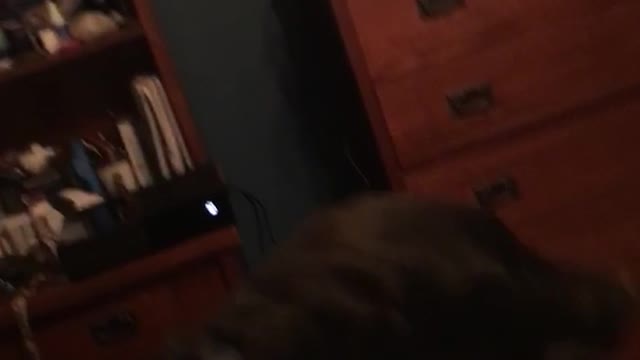 Teaching dark brown puppy to howl