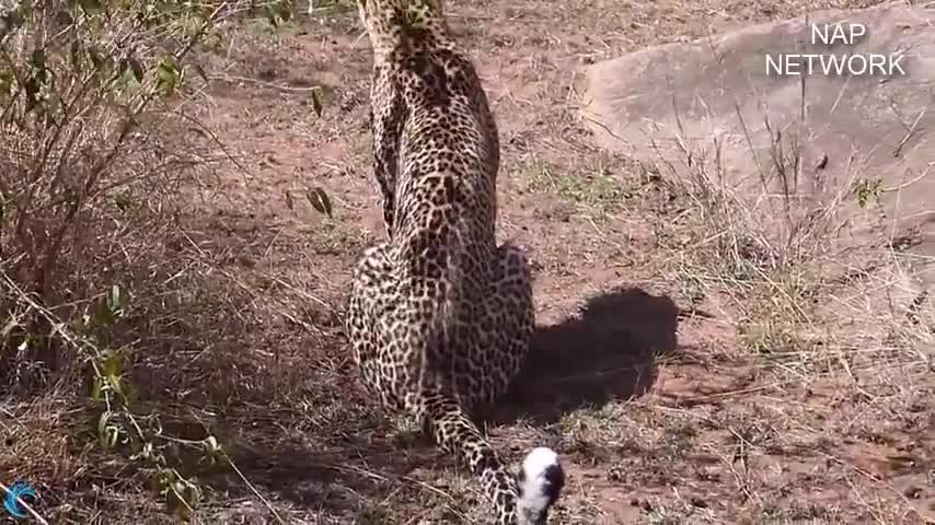 Python tighten Leopard - Leopard vs Python fight very fierce, Who is win?