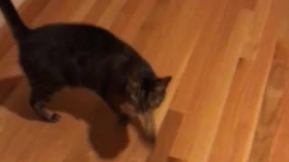 Dark grey black cat follows lady around house upstairs