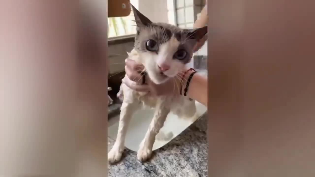 Funny cat videos 2021.Try not to Laugh or grin 😂 Challenge - Very funny Cats