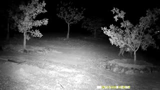 Bobcat video