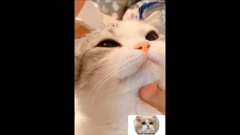 Funny cat and dog home/Try Not To Laugh/ Cat & Dog Vines compilation 2022/ Funny Cat Reaction Videos