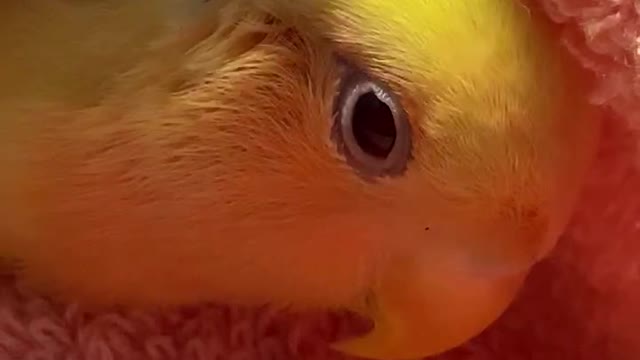 Kiwi, the Lovebird - All We Want Is Love