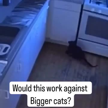 Cats Really Don't Like Aluminum Foil