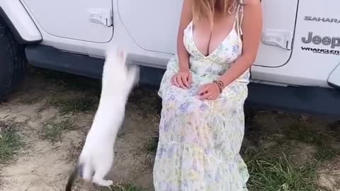 Cat Playing With Me,Jump on the Jeep