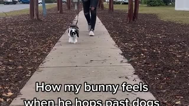 How my bunny feels when he hops past dogs