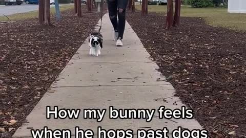 How my bunny feels when he hops past dogs