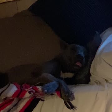 Tongue out twitch out dog