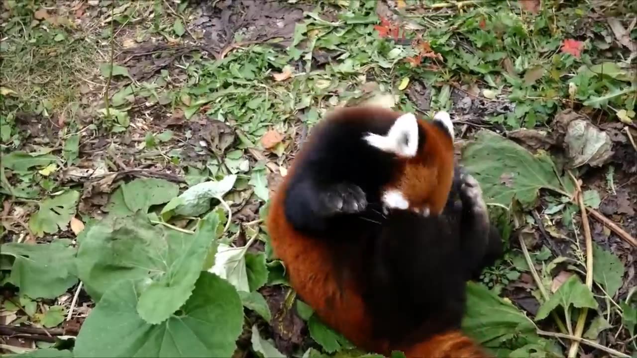 Most Adorable Red Panda - CUTEST Compilation