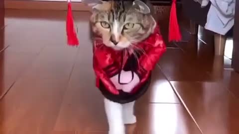 Cats Fashion Show 2021