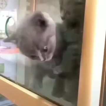 CAT IN MISSION IMPOSSIBLE 😺😺😺