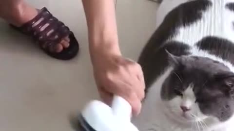 Pet hair brush