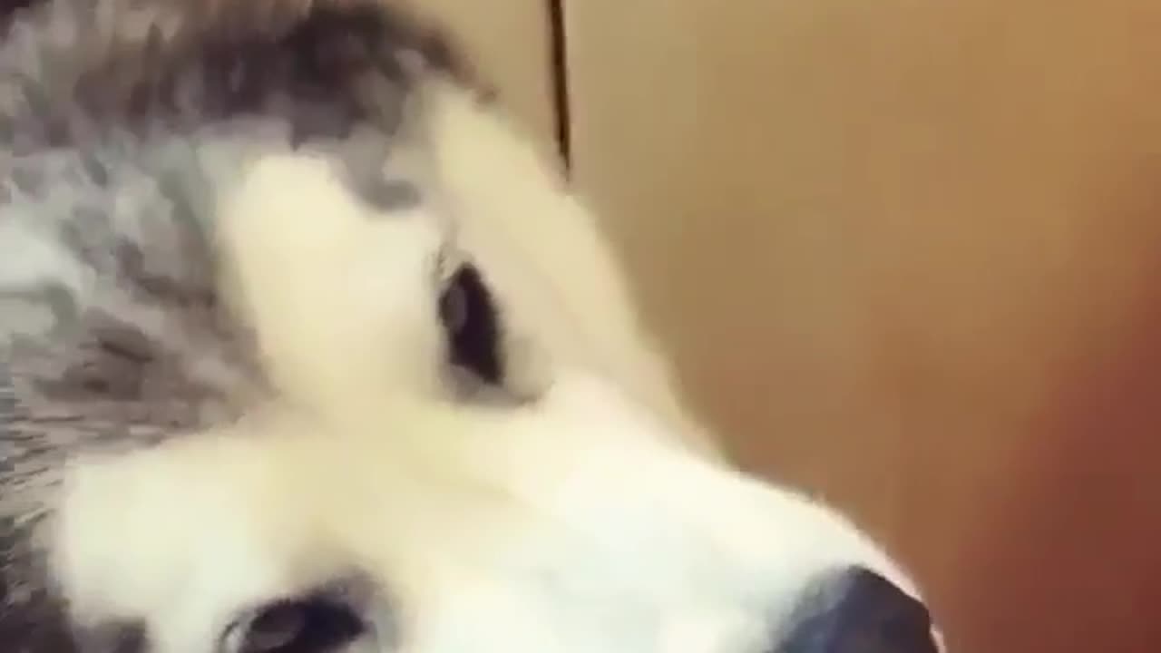 Funny dog