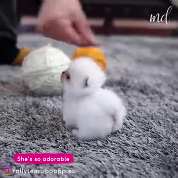 Mochi! The cutest snowball!