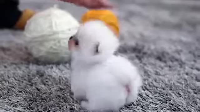 Mochi! The cutest snowball!