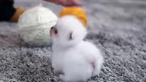 Mochi! The cutest snowball!