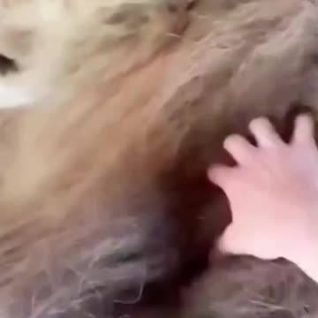 AMAZING LION'S FRIENDSHIP!