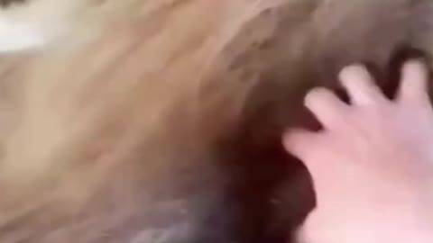 AMAZING LION'S FRIENDSHIP!