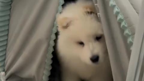 Cute puppy