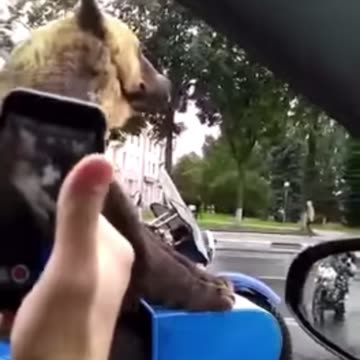Only in Russia. Bear Rides Shotgun