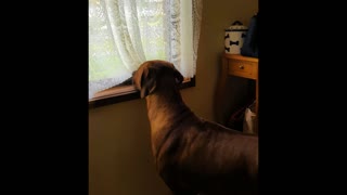 Rhodesian Ridgeback Mister Brown Locked Down & Out