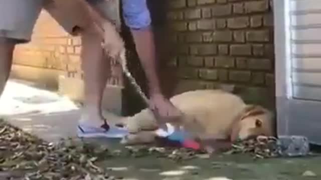 Watch with us this lazy dog. very funny