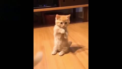 the funniest and cutest pet videos