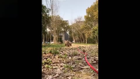 Try Not To Laugh To These Pets m