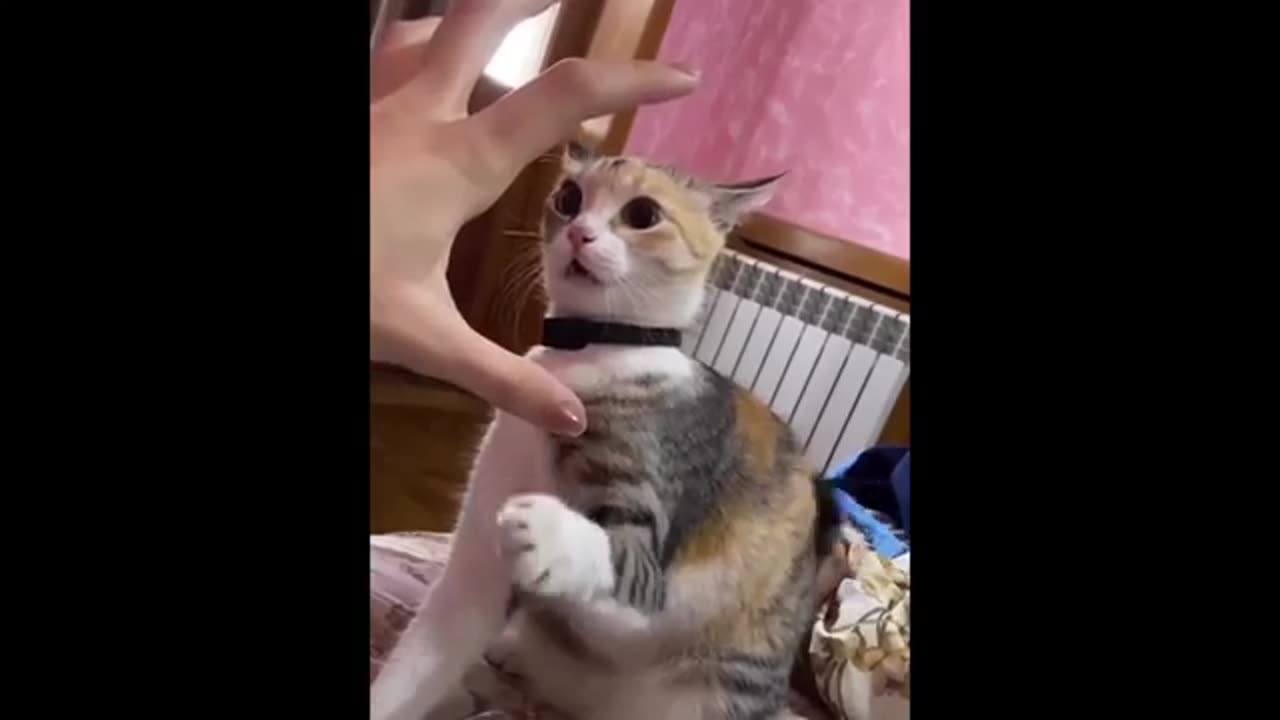 Funny animal video