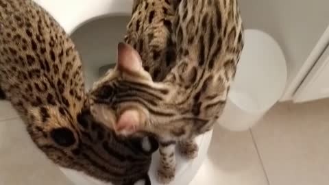 Toilet time for the leopards.