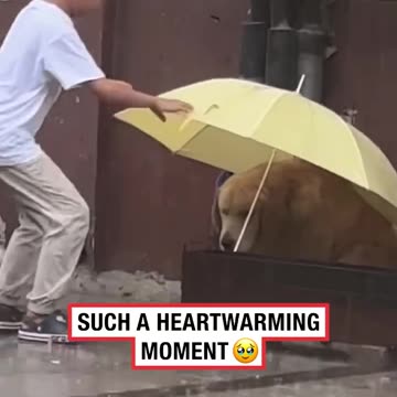 Little Boy Gives Dog Shelter From Rain 🥺