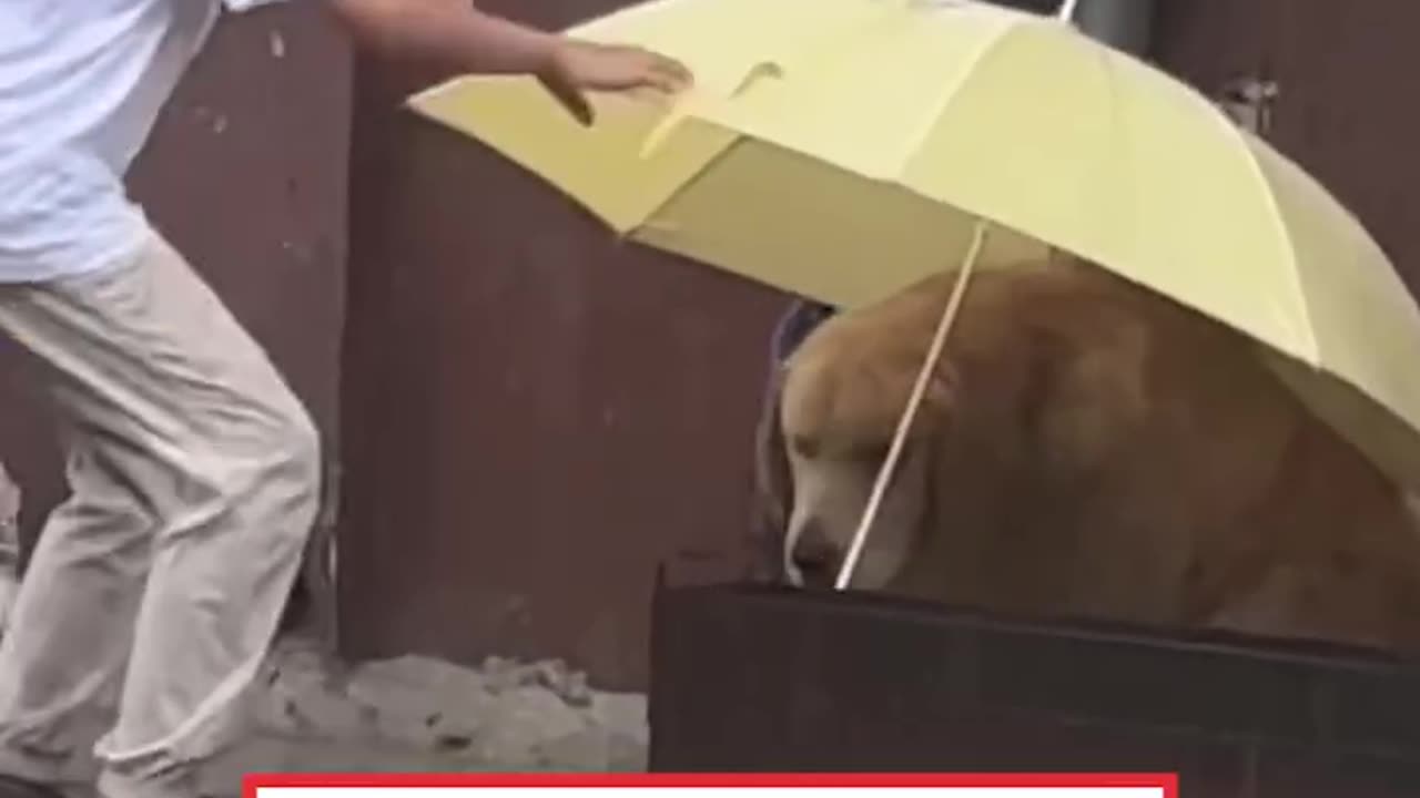 Little Boy Gives Dog Shelter From Rain 🥺