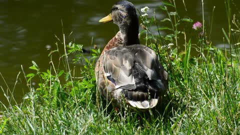 See this beautiful duck at its wonderful color