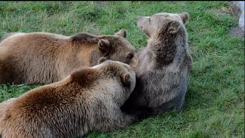 Brothers play with each other