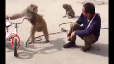 Funny monkey fight