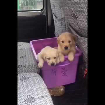 Puppies cute life