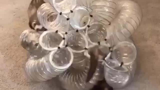 We created the ultimate ferret tunnel ball!