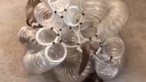 We created the ultimate ferret tunnel ball!