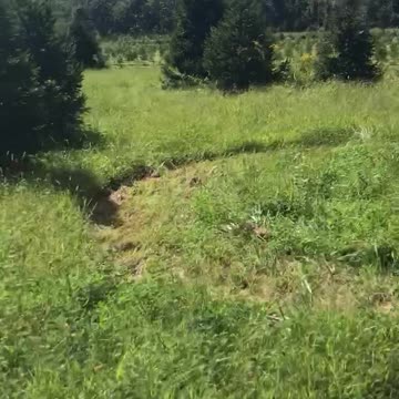 Around our tree farm at Highland Hill Farm