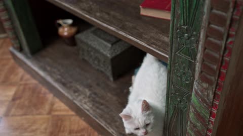 funny cat / A White Cat On The Book Shelves