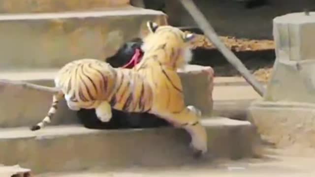 Fake Lion, Fake Tiger pranks on dogs / greatest pranks / laughter