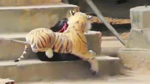 Fake Lion, Fake Tiger pranks on dogs / greatest pranks / laughter