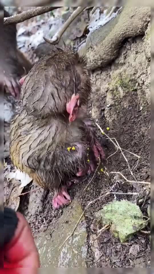 cute monkey love strawberry