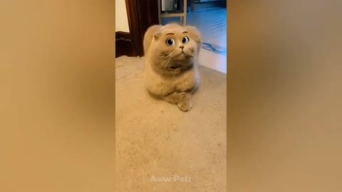 Cats crash