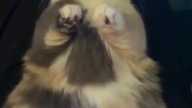 Cat funny video and memes 😂😂🤣🤣